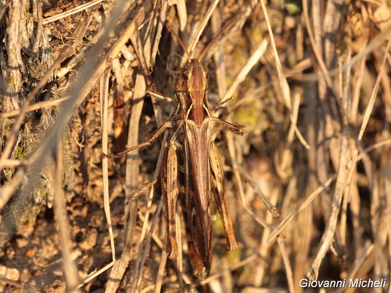 Chorthippus (Glyptobothrus) sp.